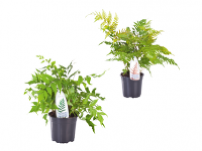 Garden Ferns 3.99 €