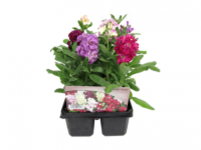 Jumbo Scented Stock 2.99 €