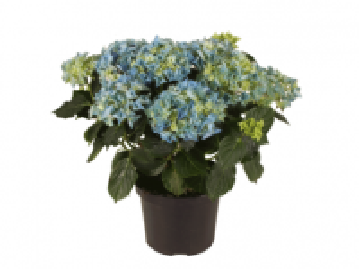 Extra Large Hydrangea 9.99 €