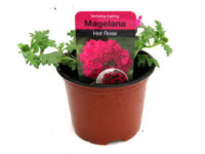 Verbena 1.99 €