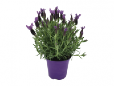 French Lavender 4.99 €