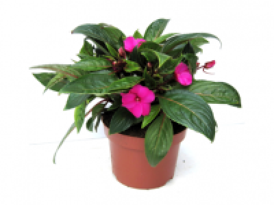 Busy Lizzie (Impatiens) 2.49 €