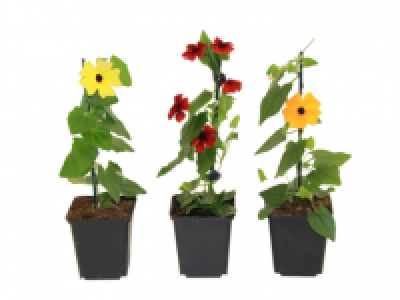 Thunbergia 2.99 €