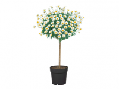 Italian Marguerite Stem 12.99 €