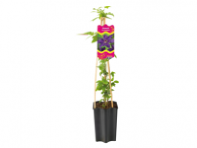 Clematis Mix 3.99 €