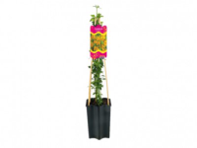 Climbing Jasmine 6.99 €