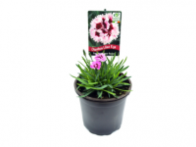 Dianthus Lilac Eye 2.99&nbsp;&euro;