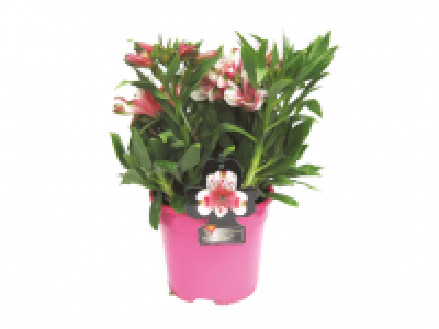 Lidl  Alstroemeria