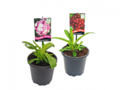 Sweet William - Dianthus Dash 4.99 €