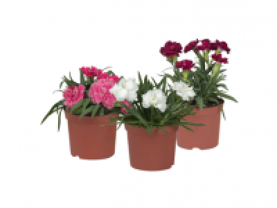 Dianthus Sunflor/ Pot Carnation 1.49&nbsp;&euro;