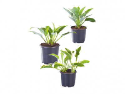 Hosta Mix 3.99 €