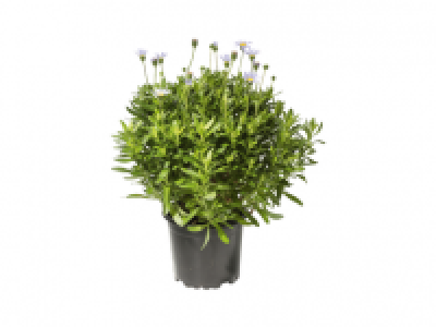 Felicia Felicitara 1.99 €