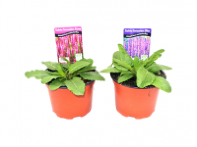 Salvia Sensation 2.49 €