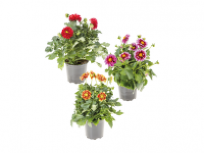 Premium Dahlia Bishop of Llandaff 9.99 €