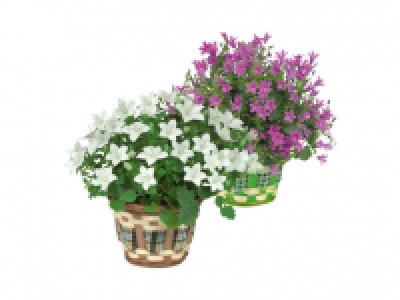 Balloon Flower 1.99 €