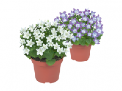 Creeping Bellflower 2.49 €