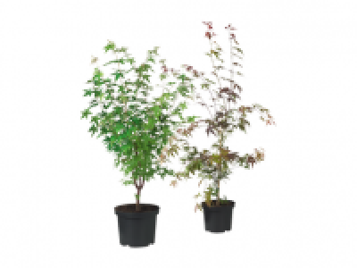 Extra Large Japanese Maples 19.99 €