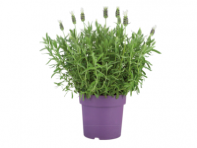 Lavender 4.99 €