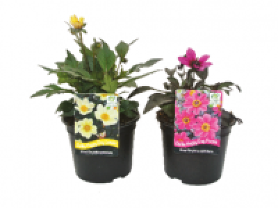 Dahlia 3.99 €