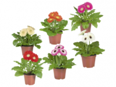 Outdoor Gerbera 2.99 €