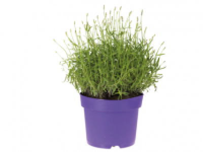 XXL Lavender 9.99 €