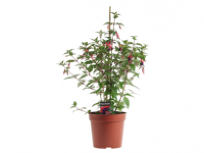 Fuchsia 2.99 €