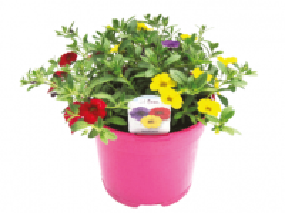 Trixi 4.49 €