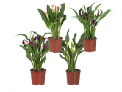 Calla Lily 6.99 €