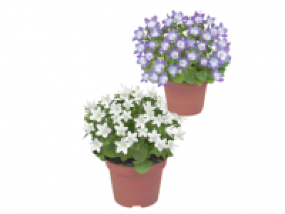 Campanula 3.99 €