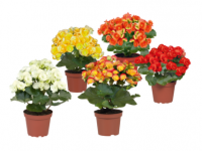 Assorted Begonias 2.99 €