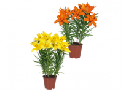 Potted Asiatic Lilies 4.99 €