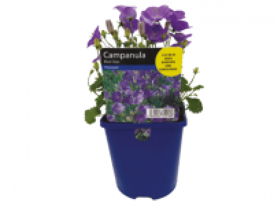 Assorted Perennials 1.99 €