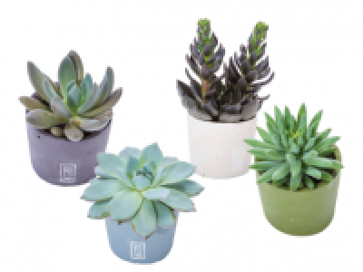 Succulents in Ceramic Pots 2.49 €