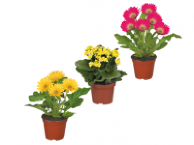 Flowering Plants 2.99 €