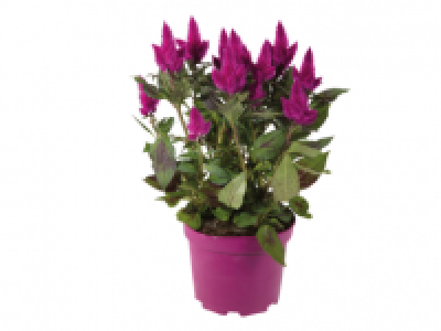 XL Celosia Caracas 6.99 €