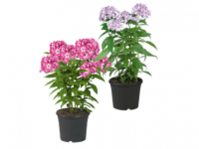 Flame Phlox 6.99 €