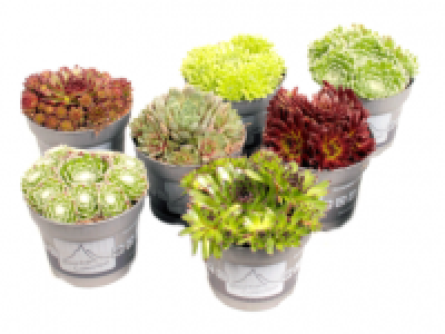 Sempervivum Mix 1.49 €