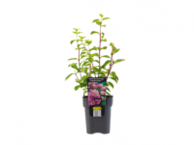 Climbing Hydrangea 4.49 €