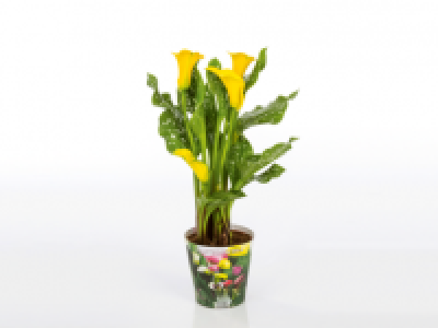 Calla Lily 4.99 €