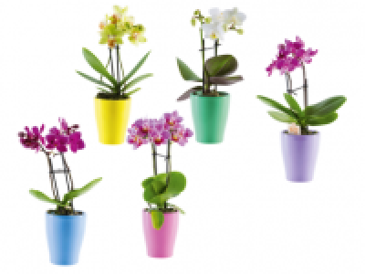 Mini Phalaenopsis in Ceramic Pot 6.99 €