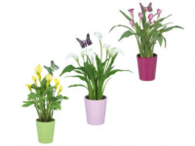 Calla Lily in Ceramic Pot 9.99 €