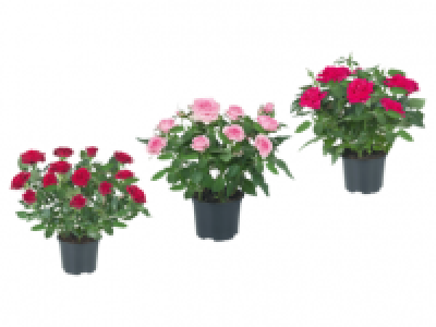 Mini Rose 1.99 €