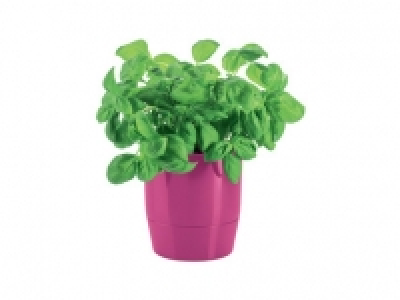 FLORABEST Herb Pot 2.99 €