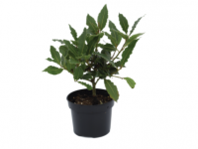 Bay Tree 3.99 €