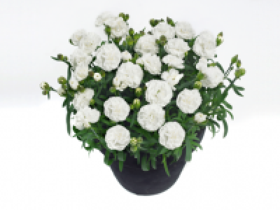 Dianthus Adorables 2.49 €