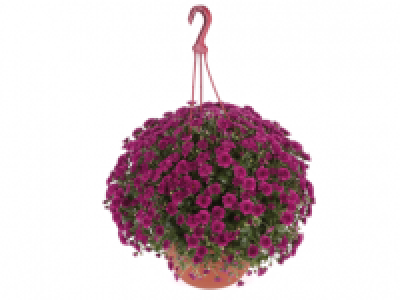 Chrysanthemum Hanging Basket 9.99 €