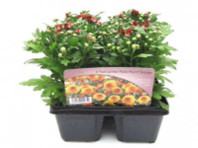 Garden Mums 4.99 €