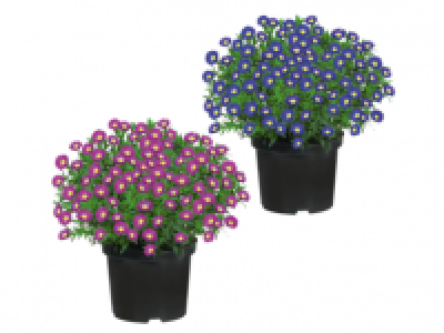 Aster 1.99 €