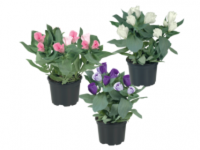 Lisianthus 2.49 €