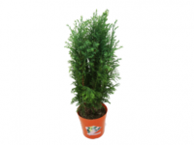 Bedding Conifer 1.49 €